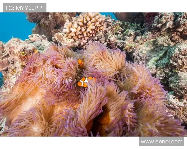 布莱克尼的奇幻之旅探索未知世界的神秘与魅力