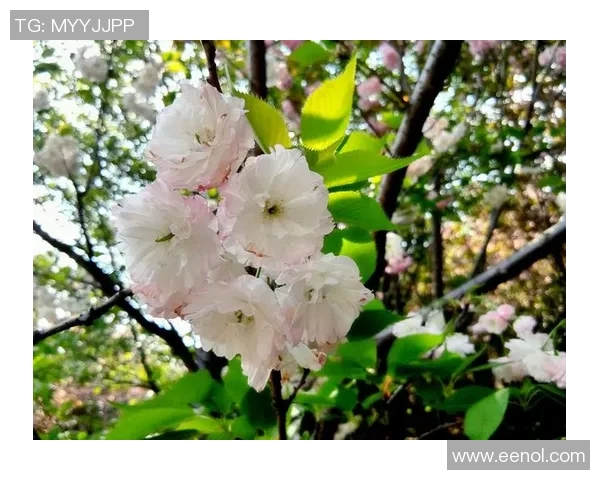 樱花盛宴与新泻天鹅的华丽对决展现青春与优雅的完美交融
